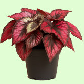 Begonia