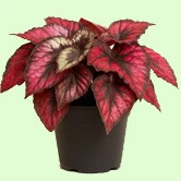 Begonia