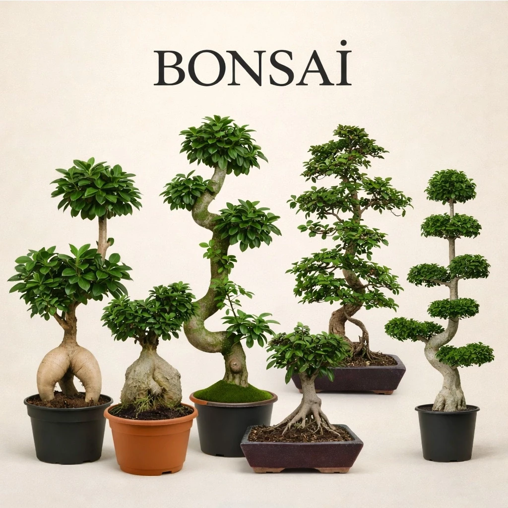 BONSAİ
