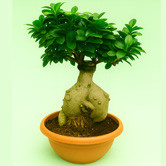 Bonsai