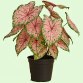 Caladium