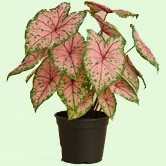 Caladium
