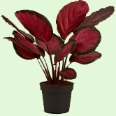 Calathea