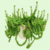 Crassula