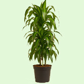 Dracaena