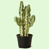 Euphorbia
