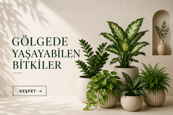 GÖLGEDE YAŞAYABİLEN BİTKİLER