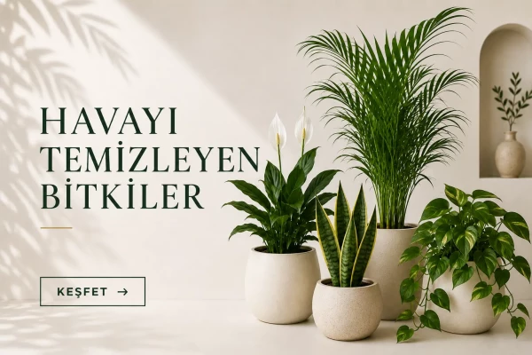 HAVA TEMİZLEYEN BİTKİLER