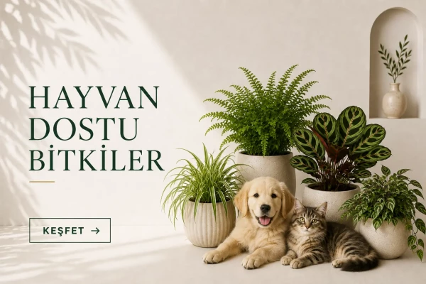 HAYVAN DOSTU BİTKİLER