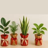 Hediye Paketli Bitkiler