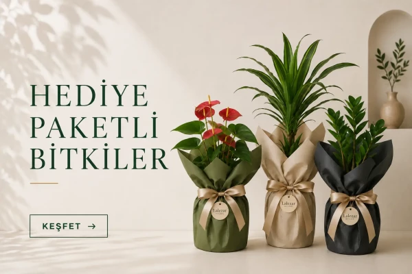 HEDİYE PAKETLİ BİTKİLER