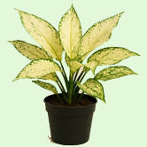 Aglaonema