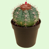 Melocactus