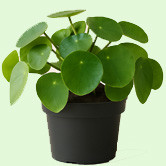 Pilea