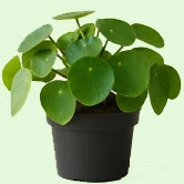 Pilea