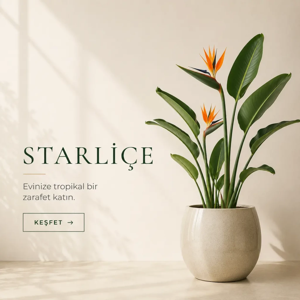 STARLİÇE