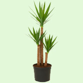 Yucca