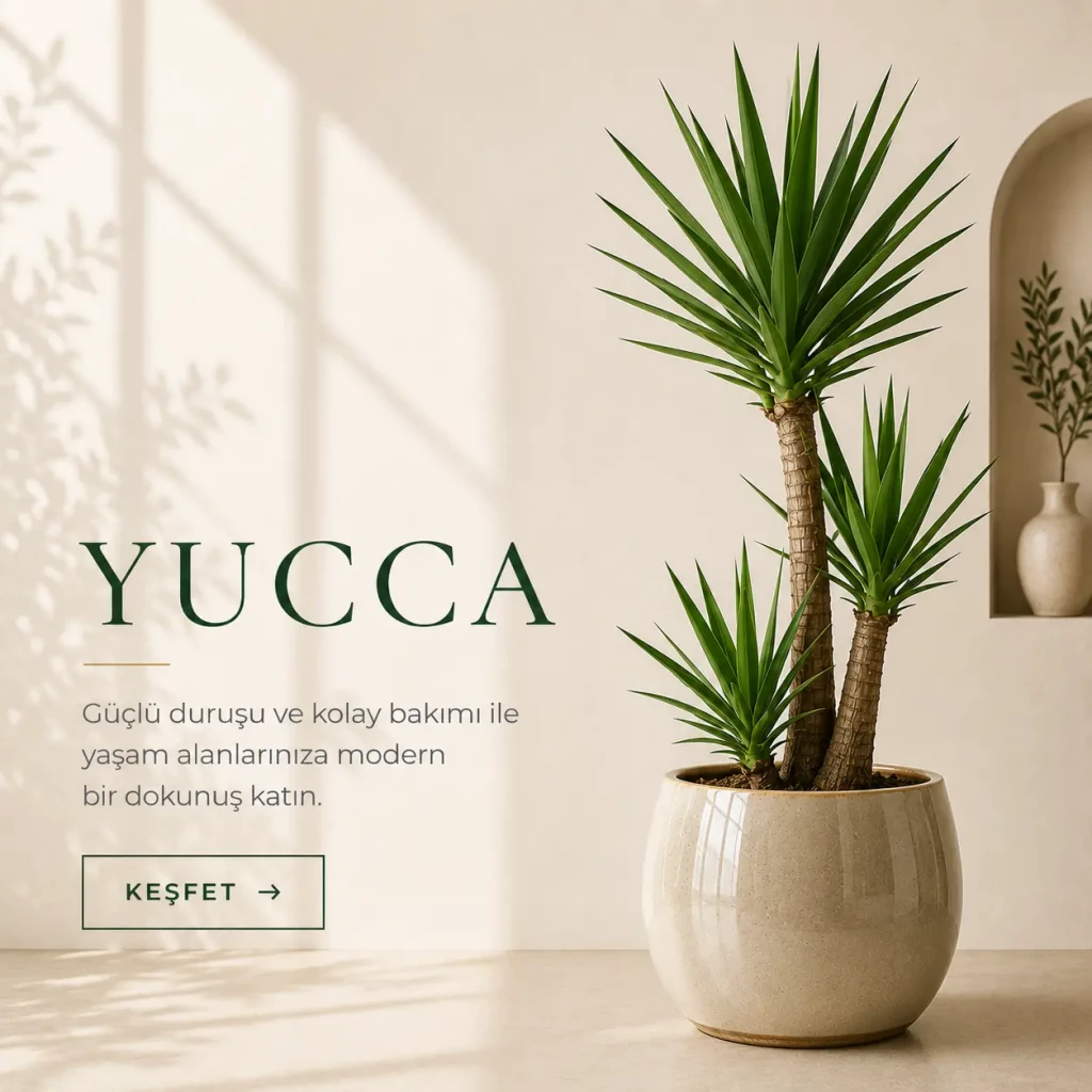 YUCCA