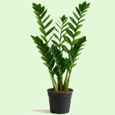 Zamia