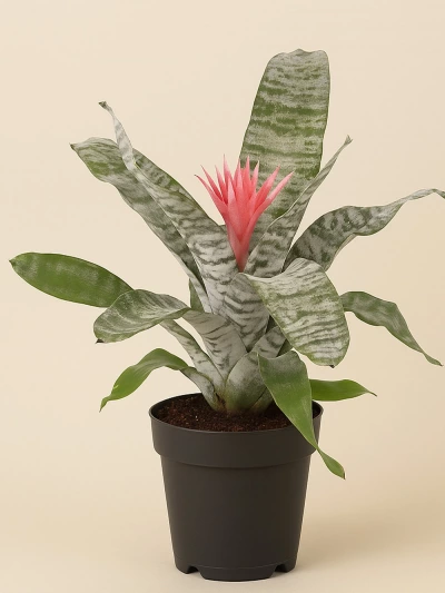 Aechmea -  Salonofisbitkileri - Lalezar Botanik