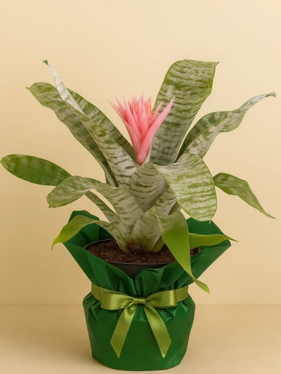 Aechmea Hediye Paketli Aechmea Hediye Paketli -  Salonofisbitkileri - Lalezar Botanik