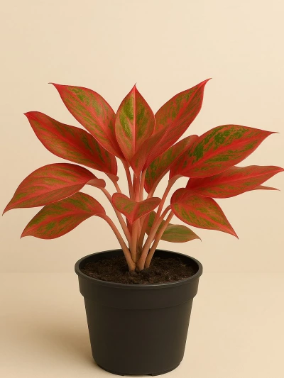 Aglaonema Crete -  Salonofisbitkileri - Lalezar Botanik