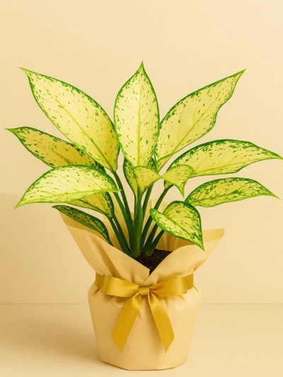 Aglaonema Kiwi Hediye Paketli Aglaonema Kiwi Hediye Paketli -  Salonofisbitkileri - Lalezar Botanik