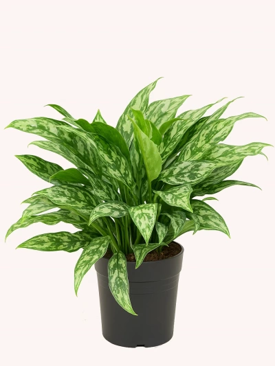 Aglaonema Maria -  Salonofisbitkileri - Lalezar Botanik