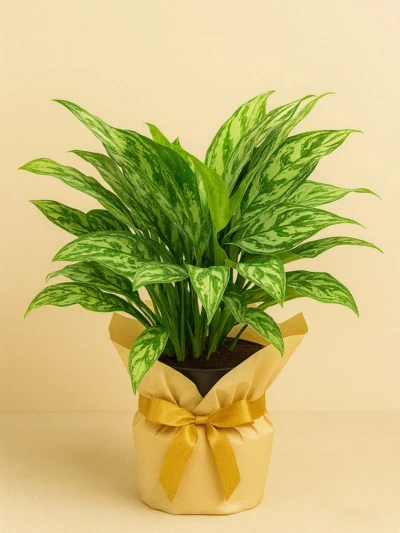 Aglaonema Maria Hediye Paketli Aglaonema Maria Hediye Paketli -  Salonofisbitkileri - Lalezar Botanik