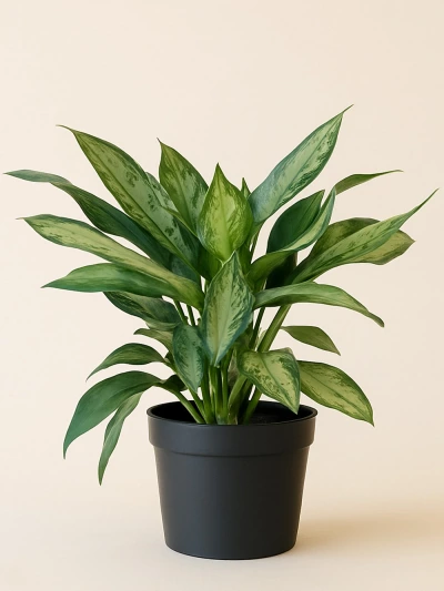 Aglaonema Modestum -  Salonofisbitkileri - Lalezar Botanik