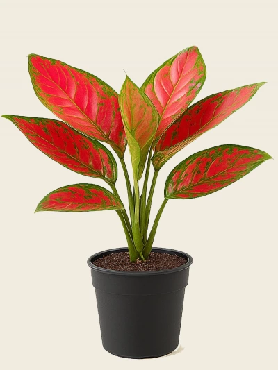 Aglaonema Red Star -  Salonofisbitkileri - Lalezar Botanik
