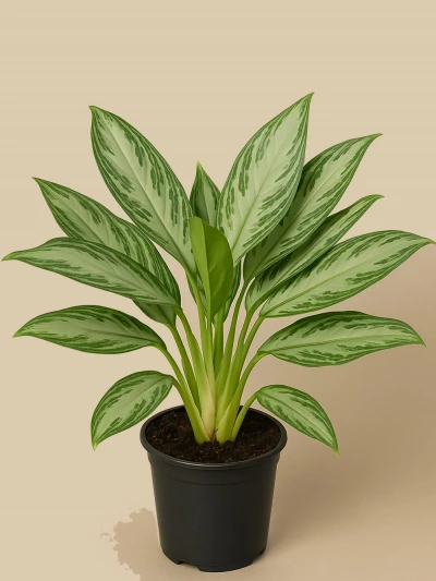 Aglaonema Silver Bay -  Salonofisbitkileri - Lalezar Botanik
