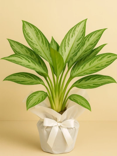 Aglaonema Silver Bay Hediye Paketli Aglaonema Silver Bay Hediye Paketli -  Salonofisbitkileri - Lalezar Botanik