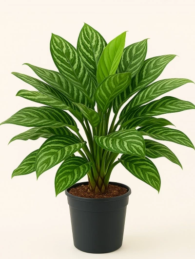 Aglaonema Silver Queen -  Salonofisbitkileri - Lalezar Botanik