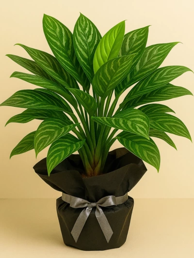 Aglaonema Silver Queen Hediye Paketli Aglaonema Silver Queen Hediye Paketli -  Salonofisbitkileri - Lalezar Botanik