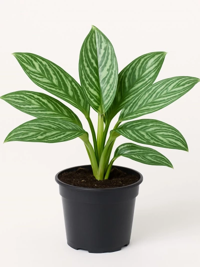 Aglaonema Stripes -  Salonofisbitkileri - Lalezar Botanik