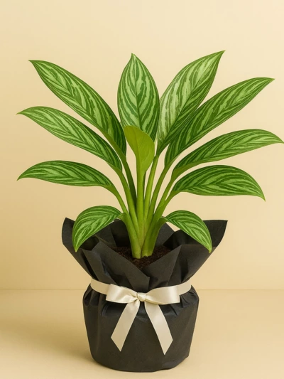 Aglaonema Stripes Hediye Paketli Aglaonema Stripes Hediye Paketli -  Salonofisbitkileri - Lalezar Botanik