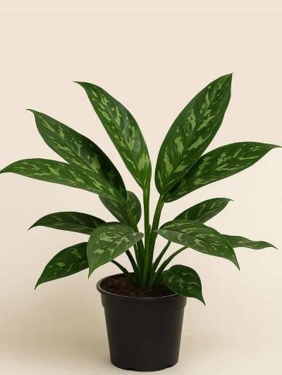 Aglaonema Tigres -  Salonofisbitkileri - Lalezar Botanik