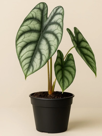 Alocasia Dragon Fil Kulağı -  Salonofisbitkileri - Lalezar Botanik