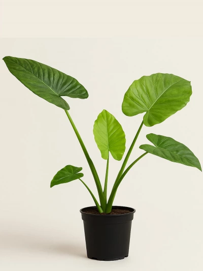 Alocasia Macrorrhiza Fil Kulağı -  Salonofisbitkileri - Lalezar Botanik