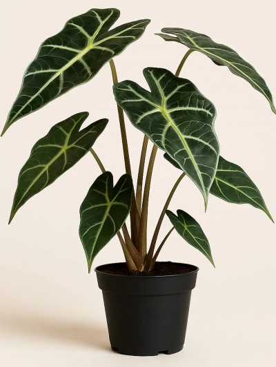 Alocasia Polly  Fil Kulağı -  Salonofisbitkileri - Lalezar Botanik