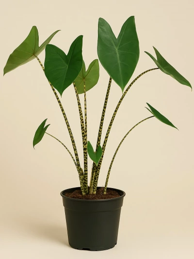 Alocasia Zebrina Fil Kulağı -  Salonofisbitkileri - Lalezar Botanik