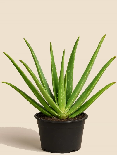 Aloe Vera -  Salonofisbitkileri - Lalezar Botanik