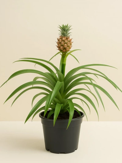 Ananas Comosus -  Salonofisbitkileri - Lalezar Botanik