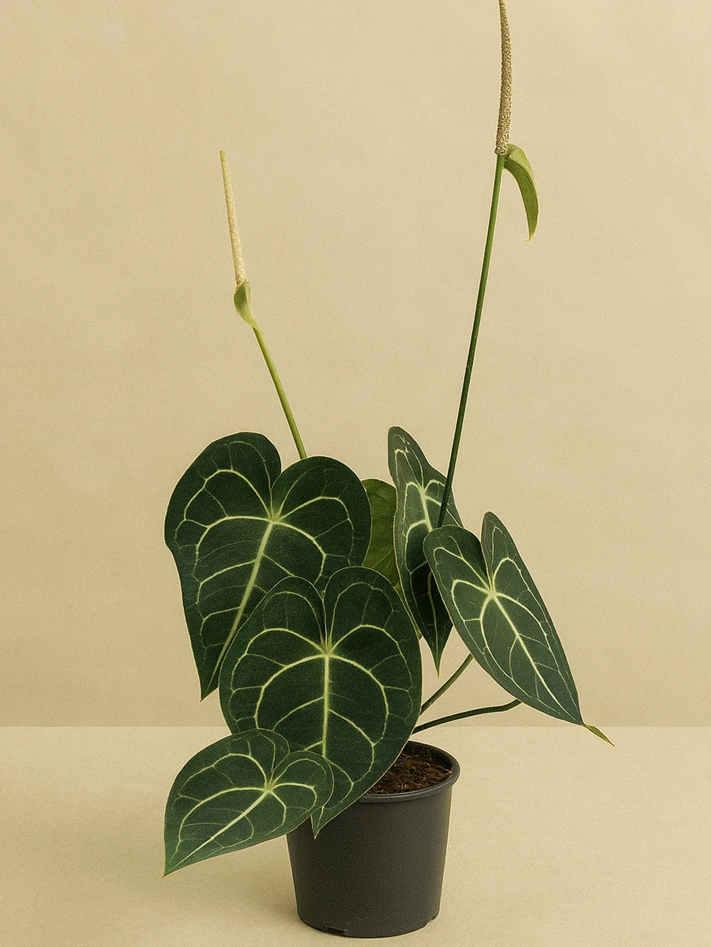 Anthurium Clarinervium -  Salonofisbitkileri - Lalezar Botanik