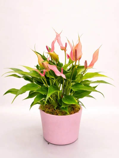 Anthurium Lilli - Antoryum - Dekoratif Saksılı -  Salonofisbitkileri - Lalezar Botanik