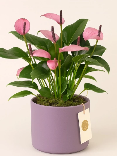 Anthurium Zizou - Antoryum -  Salonofisbitkileri - Lalezar Botanik