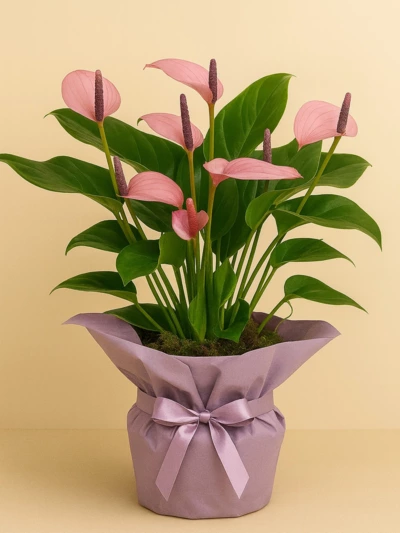Anthurium Zizou - Antoryum Hediye Paketli Anthurium Zizou - Antoryum Hediye Paketli -  Salonofisbitkileri - Lalezar Botanik