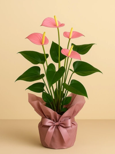 Antoryum Pembe Hediye Paketli Antoryum Pembe Hediye Paketli -  Salonofisbitkileri - Lalezar Botanik