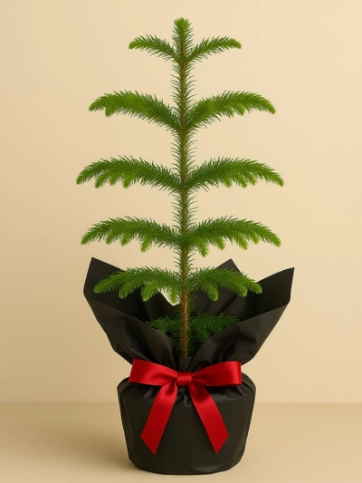 Araucaria Heterophylla - Arokarya Çam 45 cm Hediye Paketli Araucaria Heterophylla - Arokarya Çam 45 cm Hediye Paketli -  Salonofisbitkileri - Lalezar Botanik